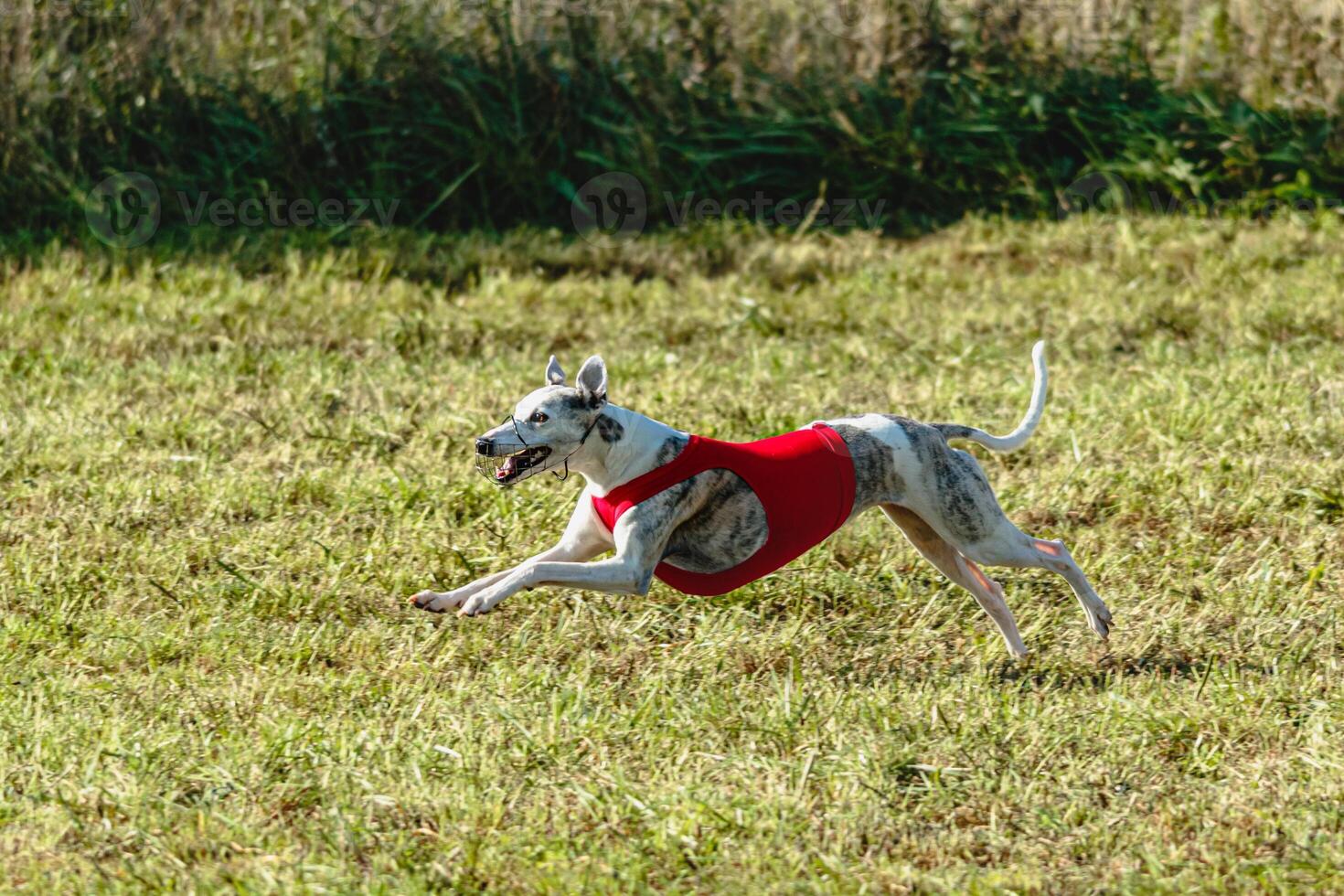 Whippet dog running in a red jacket on coursing field photo