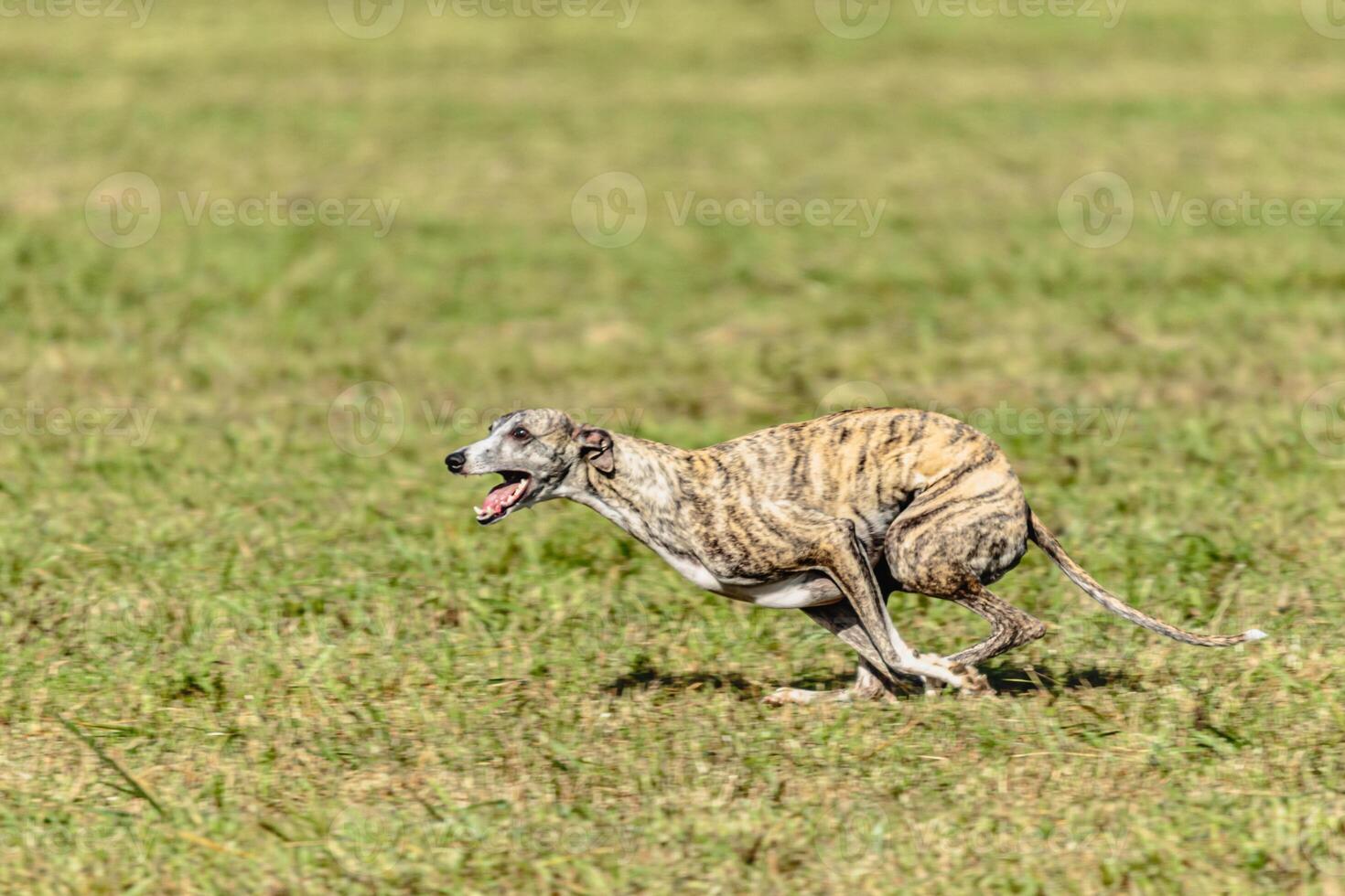 Whippet sprinter dog running and chasing on the field photo