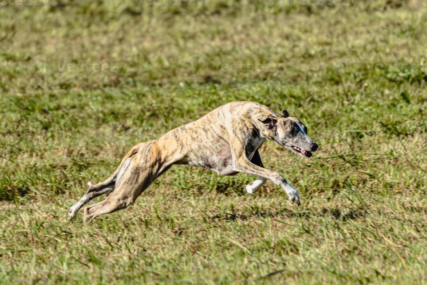 Whippet sprinter dog running and chasing on the field photo