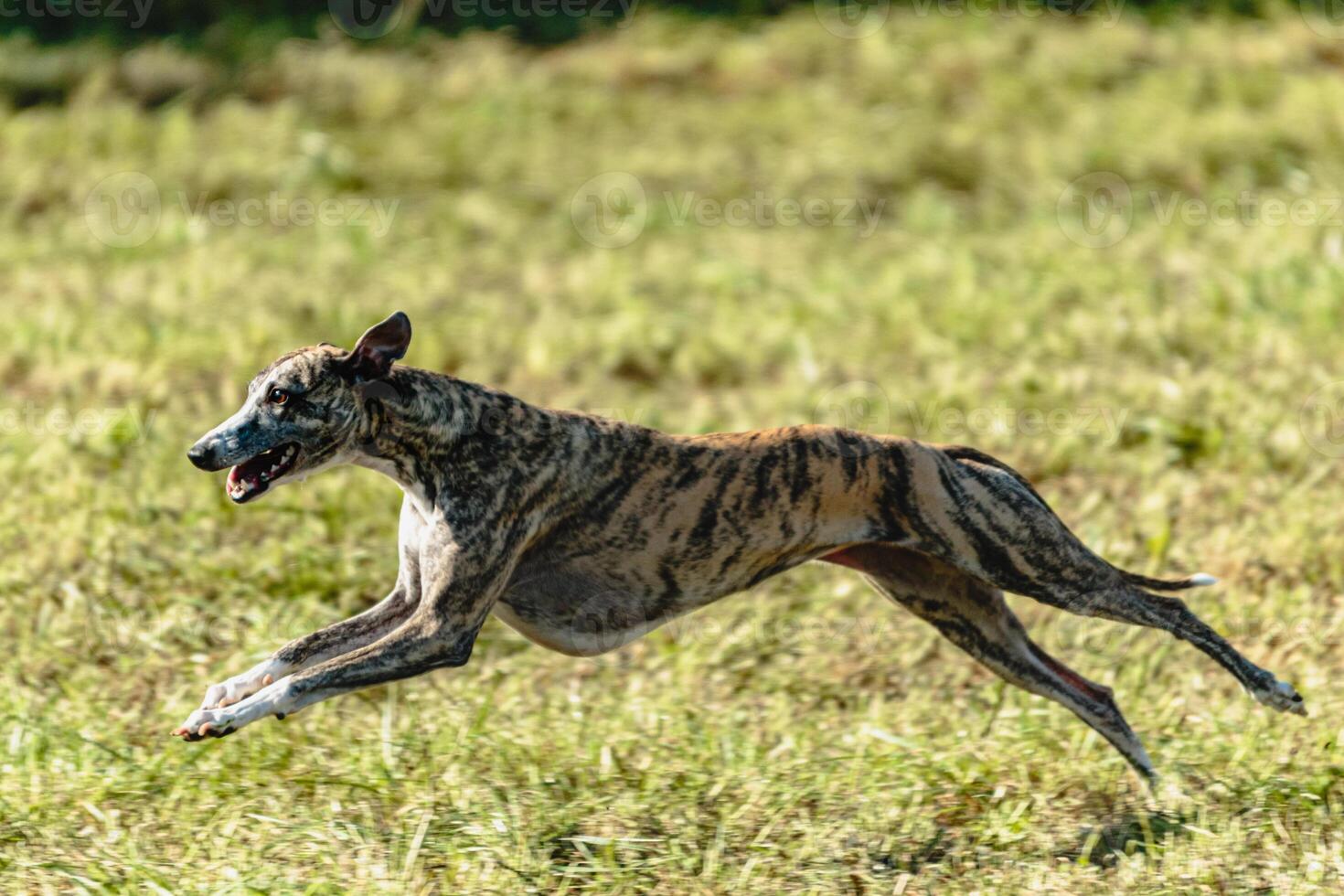 Whippet sprinter dog running and chasing on the field photo