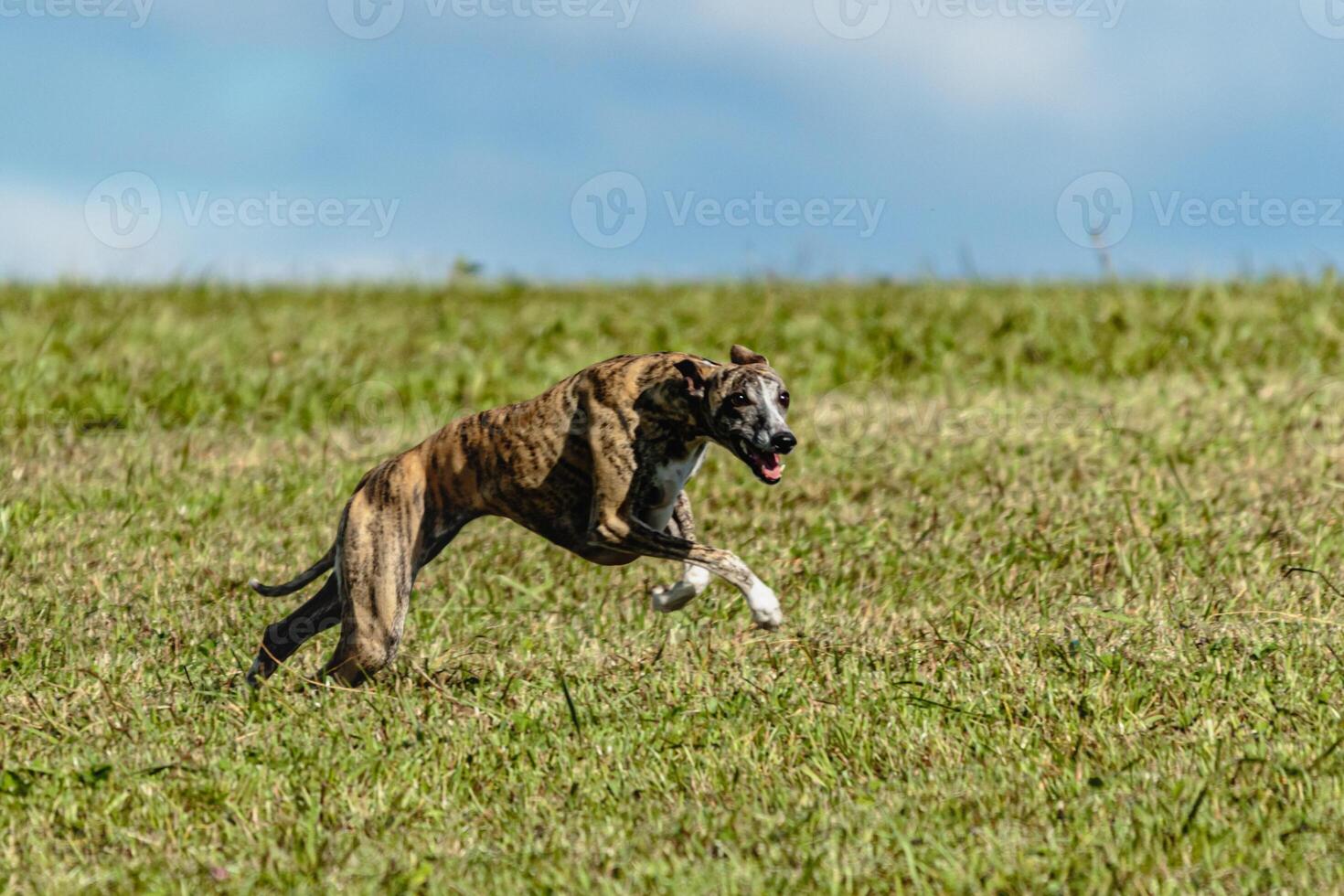Whippet sprinter dog running and chasing on the field photo