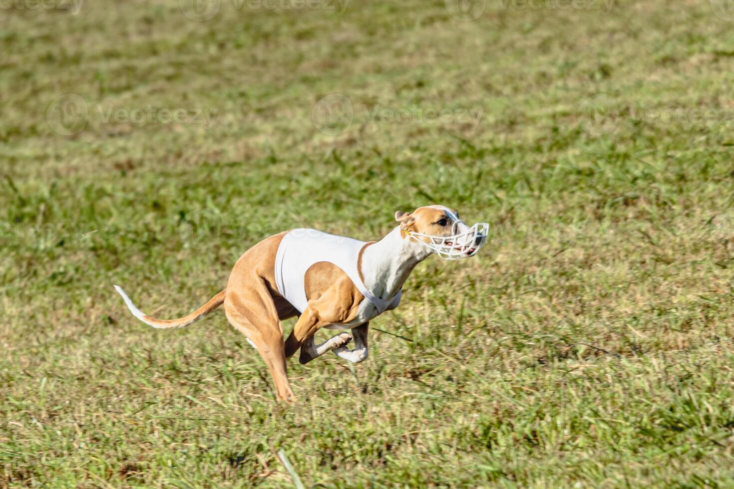 Whippet dog running in white jacket on coursing field photo