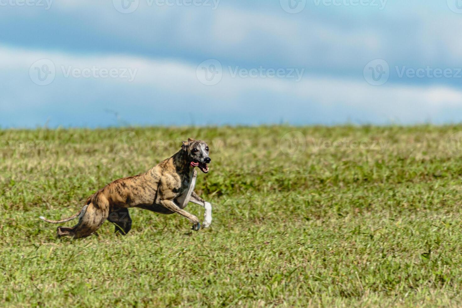 Whippet sprinter dog running and chasing on the field photo