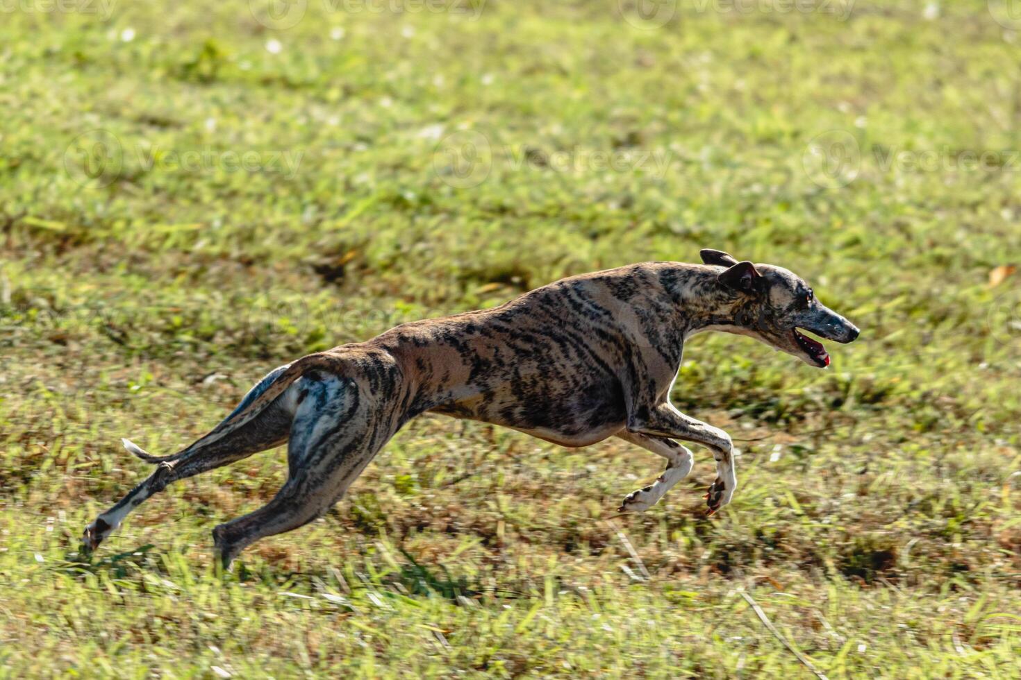 Whippet sprinter dog running and chasing on the field photo