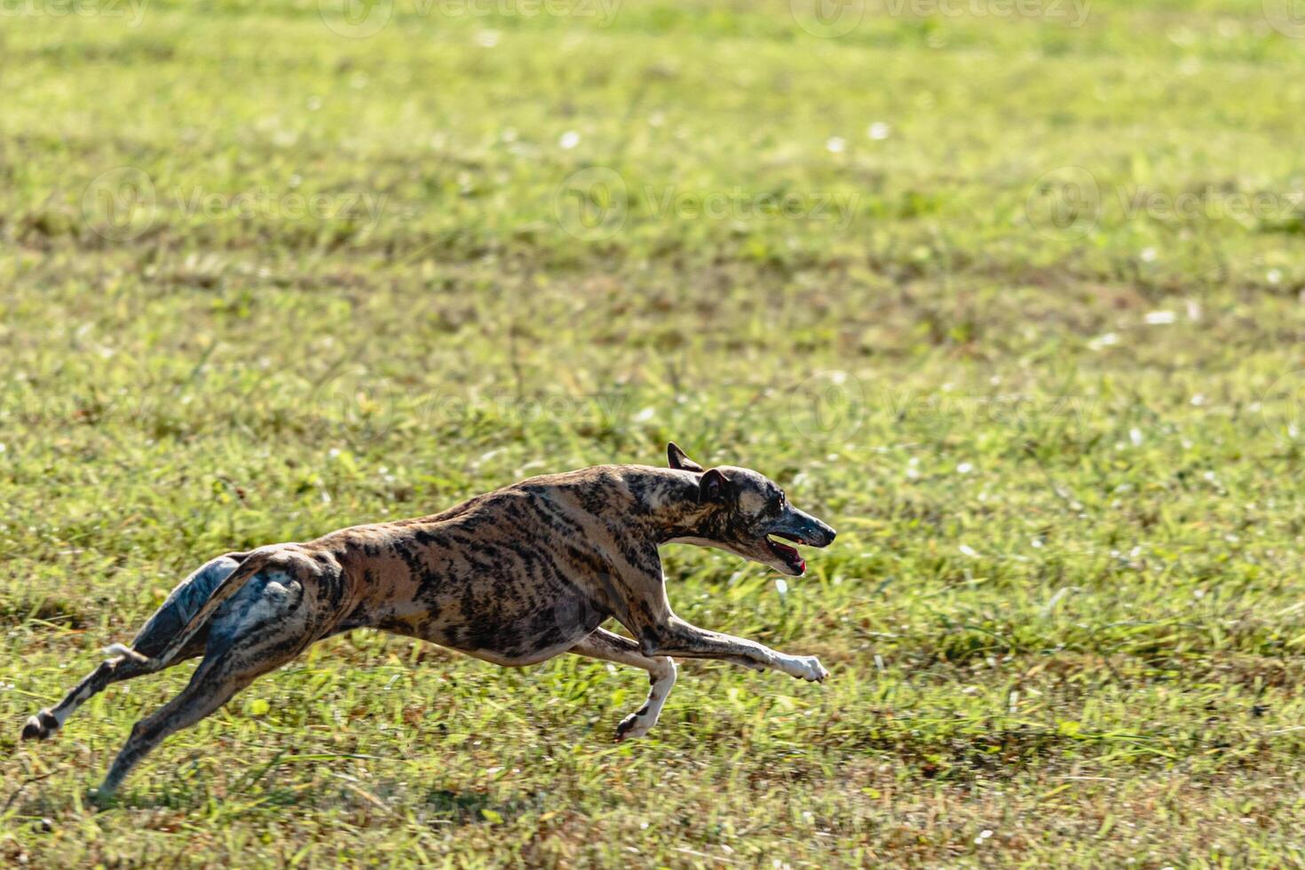 Whippet sprinter dog running and chasing on the field photo
