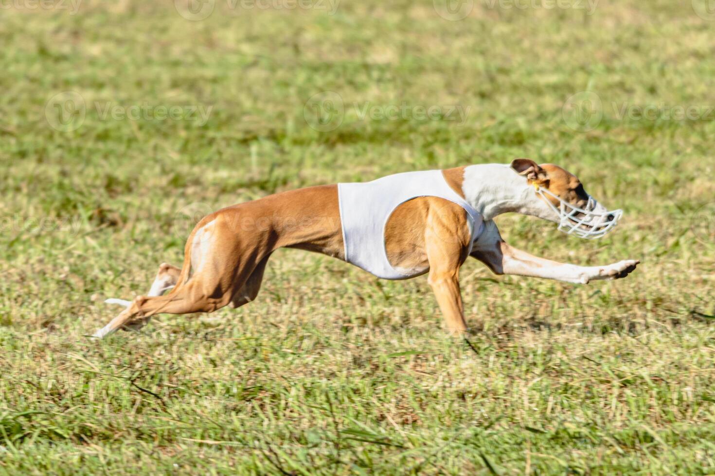 Whippet dog running in white jacket on coursing field photo