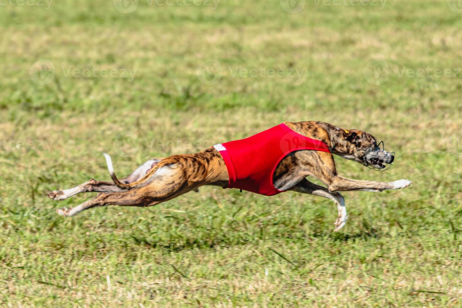Whippet dog running in a red jacket on coursing field photo