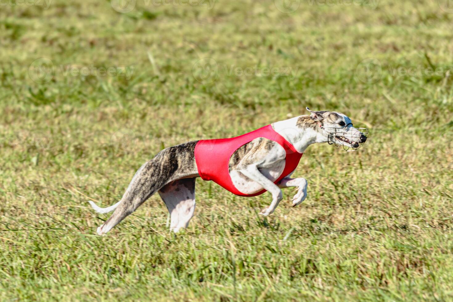 Whippet dog running in a red jacket on coursing field photo