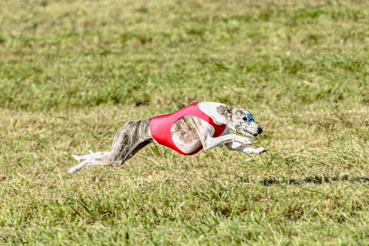 Whippet dog running in a red jacket on coursing field photo