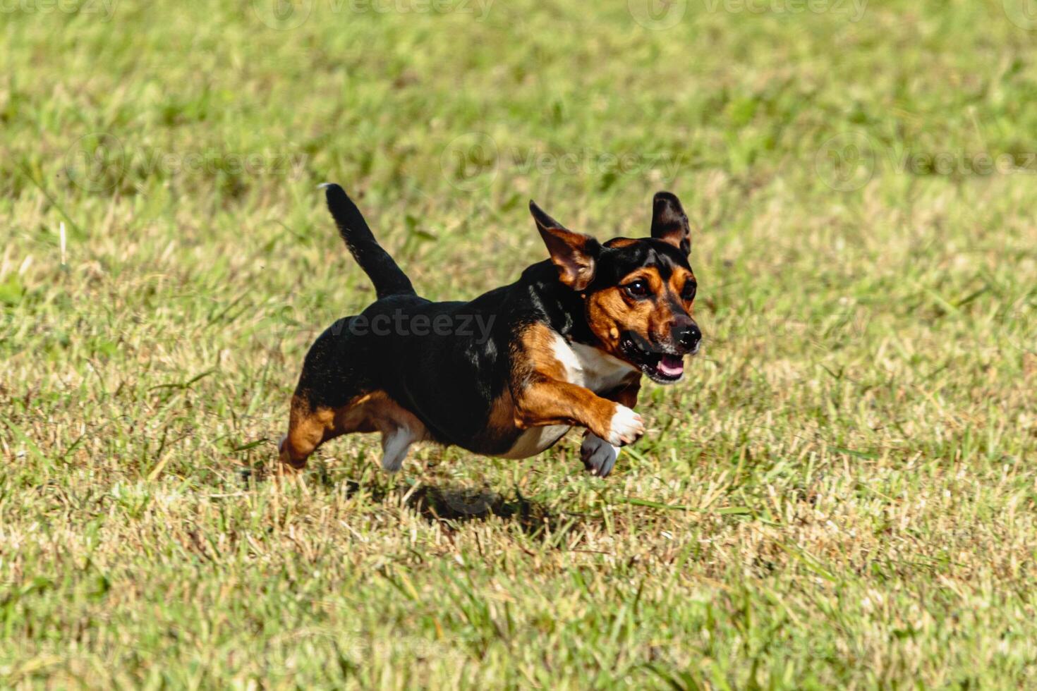 Dog running and chasing coursing lure on field photo