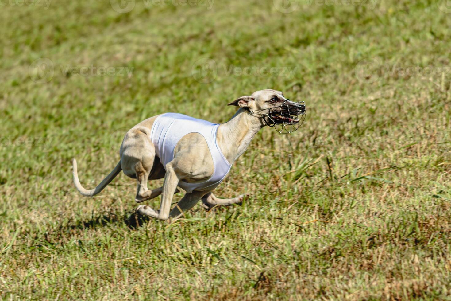 Whippet dog running in white jacket on coursing field photo