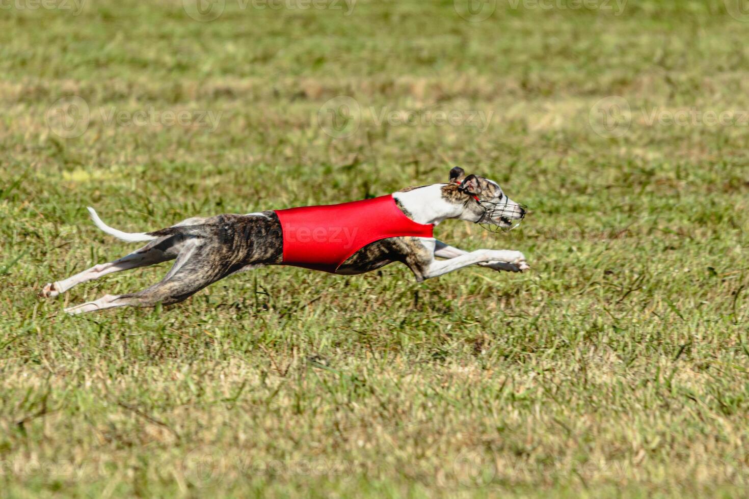 Whippet dog running in a red jacket on coursing field photo