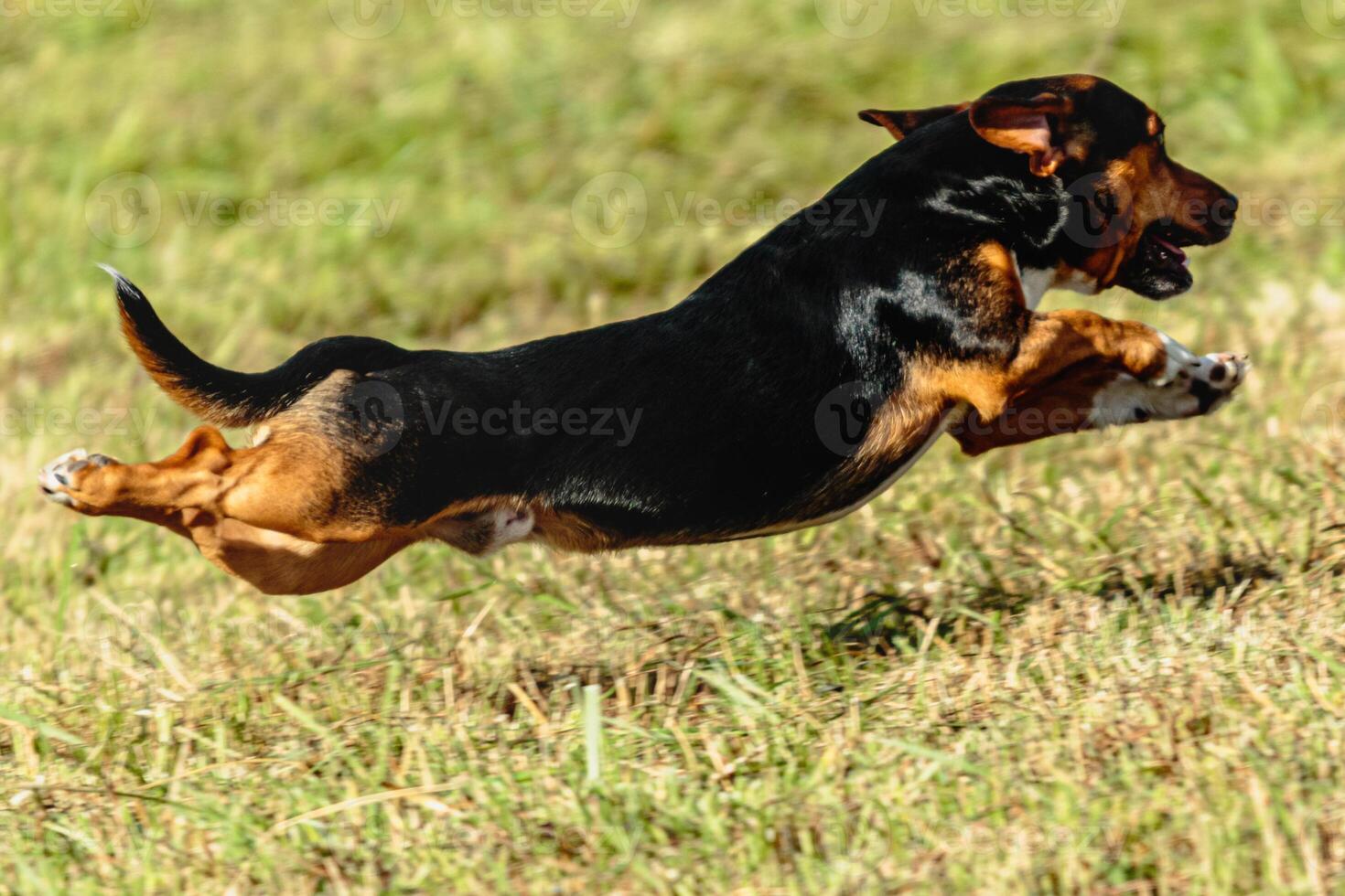 Dog running and chasing coursing lure on field photo