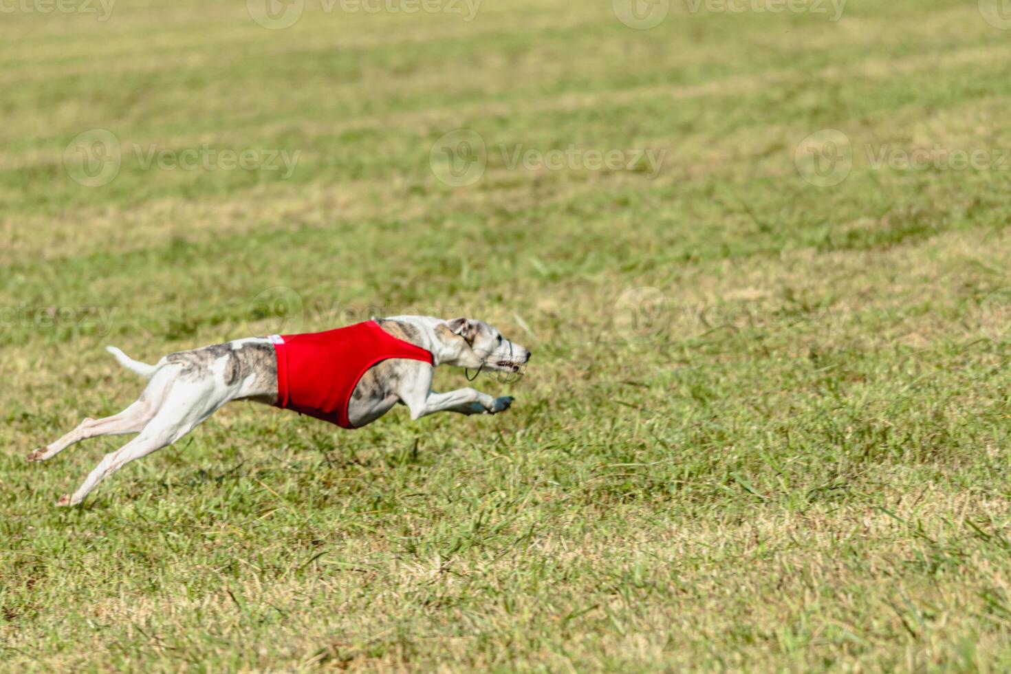 Whippet dog running in a red jacket on coursing field photo