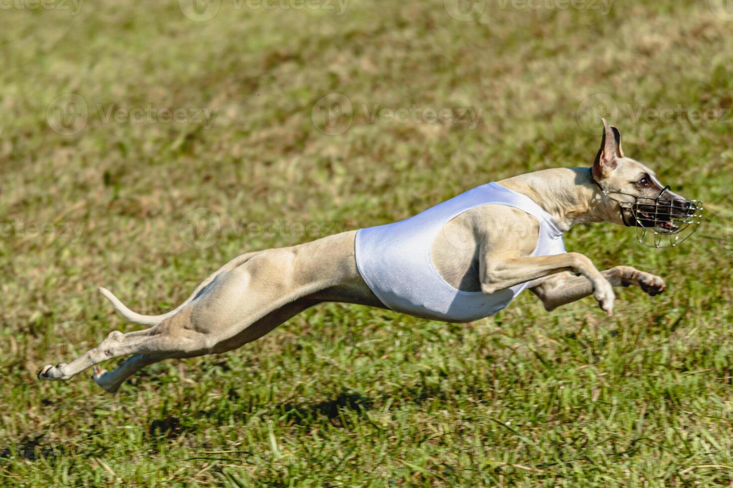 Whippet dog running in white jacket on coursing field photo