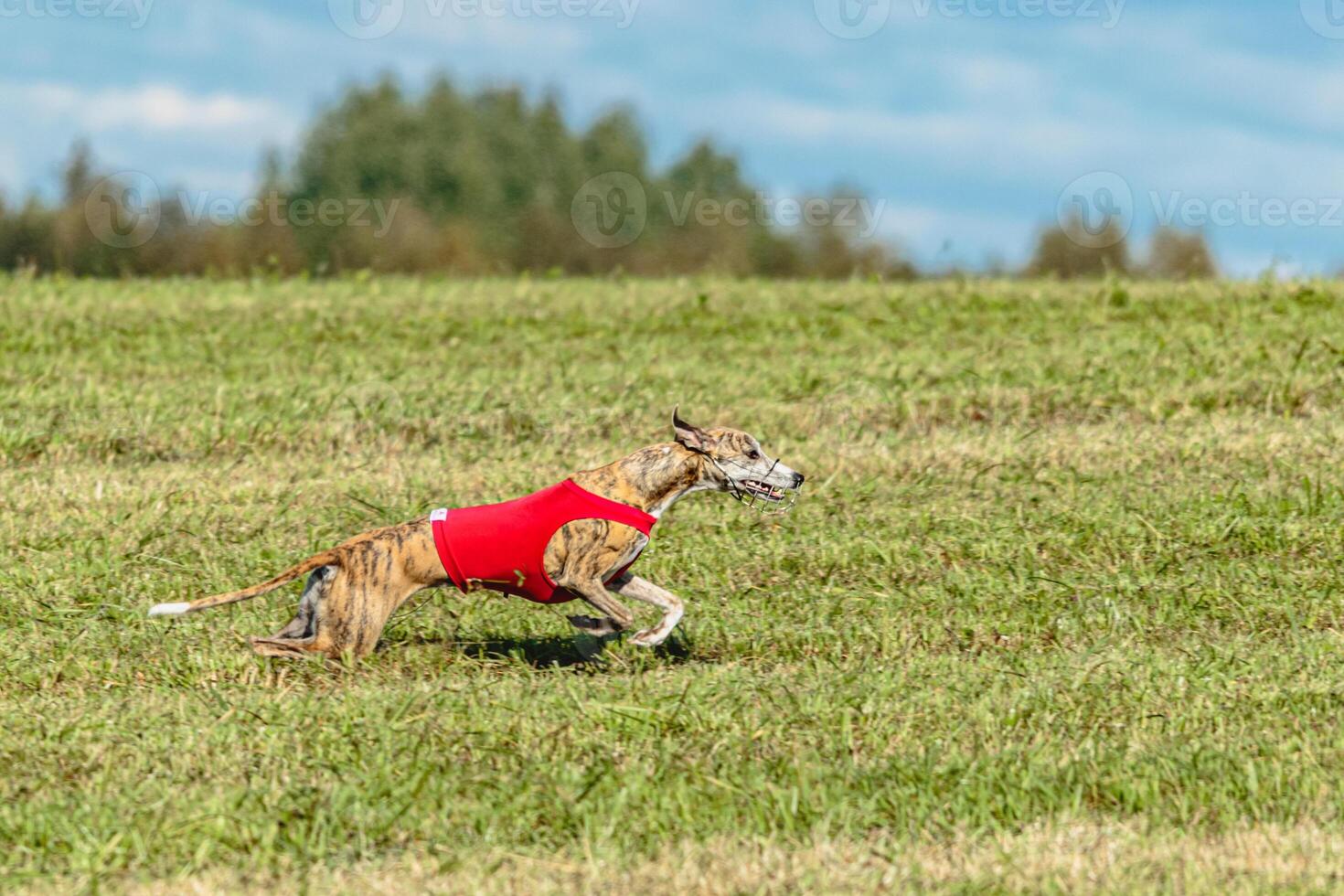 Whippet dog running in a red jacket on coursing field photo