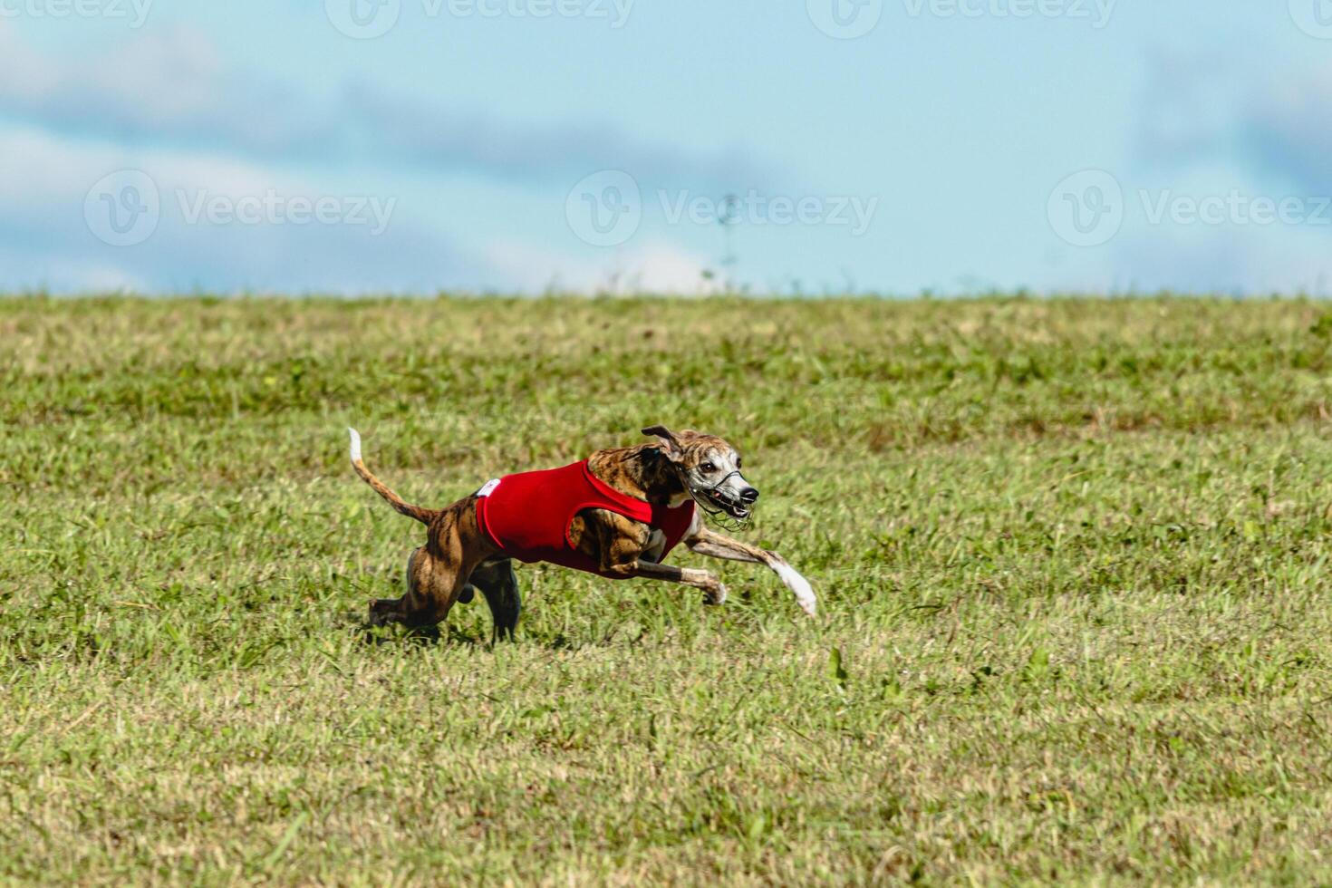 Whippet dog running in a red jacket on coursing field photo