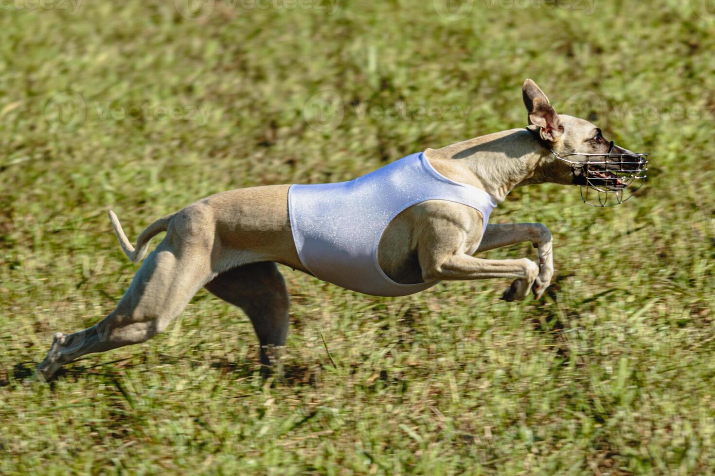 Whippet dog running in white jacket on coursing field photo