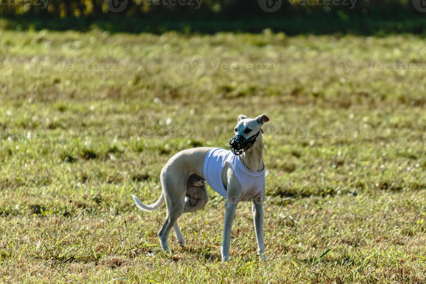 Whippet dog running in white jacket on coursing field photo