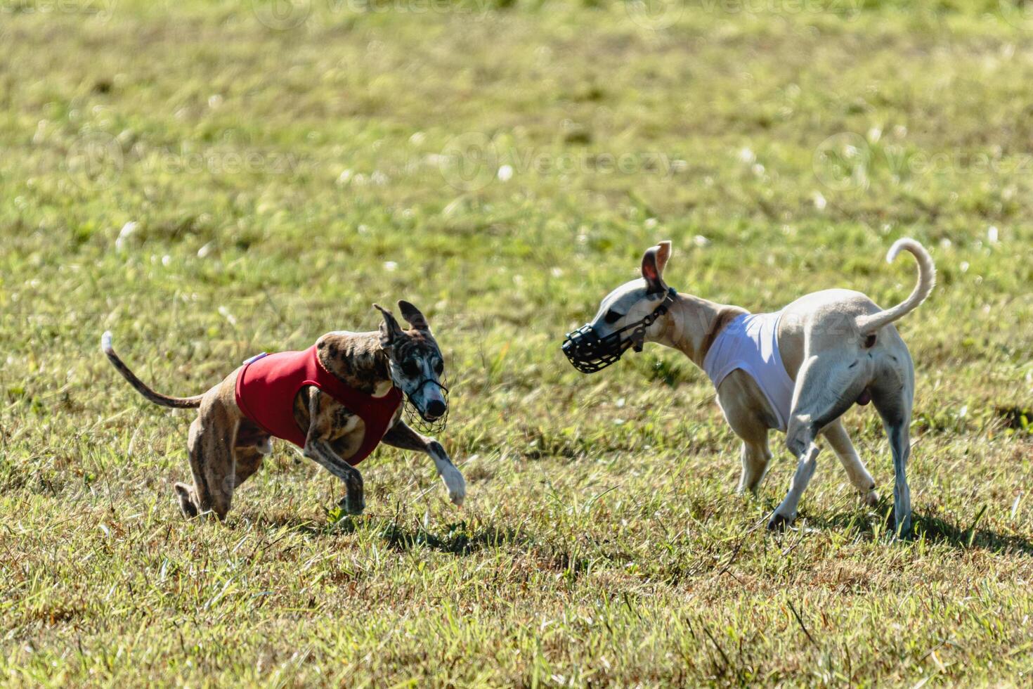 Whippet dogs running in a red and white jacket on coursing field photo