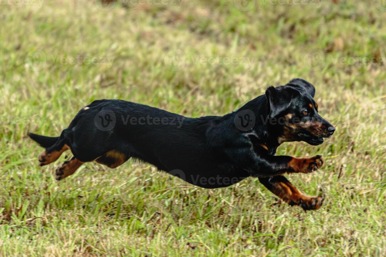Dog running and chasing coursing lure on field photo