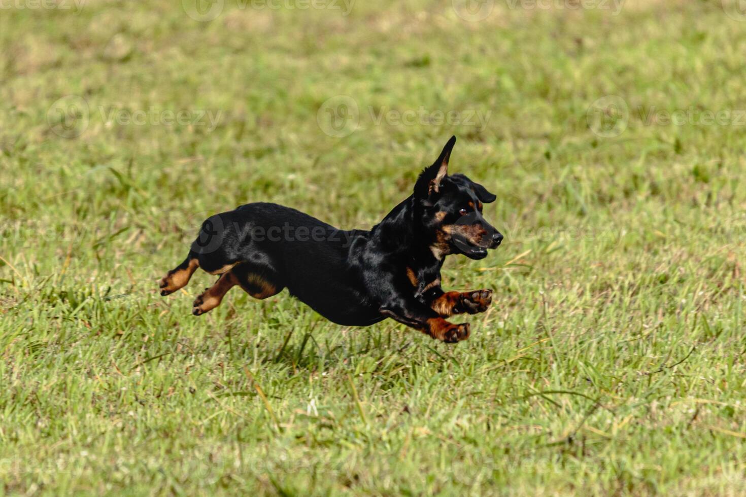 Dog running and chasing coursing lure on field photo
