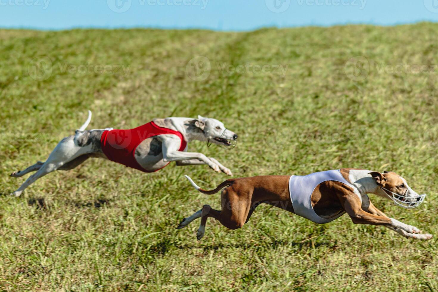 Whippet dogs running in a red and white jacket on coursing field photo