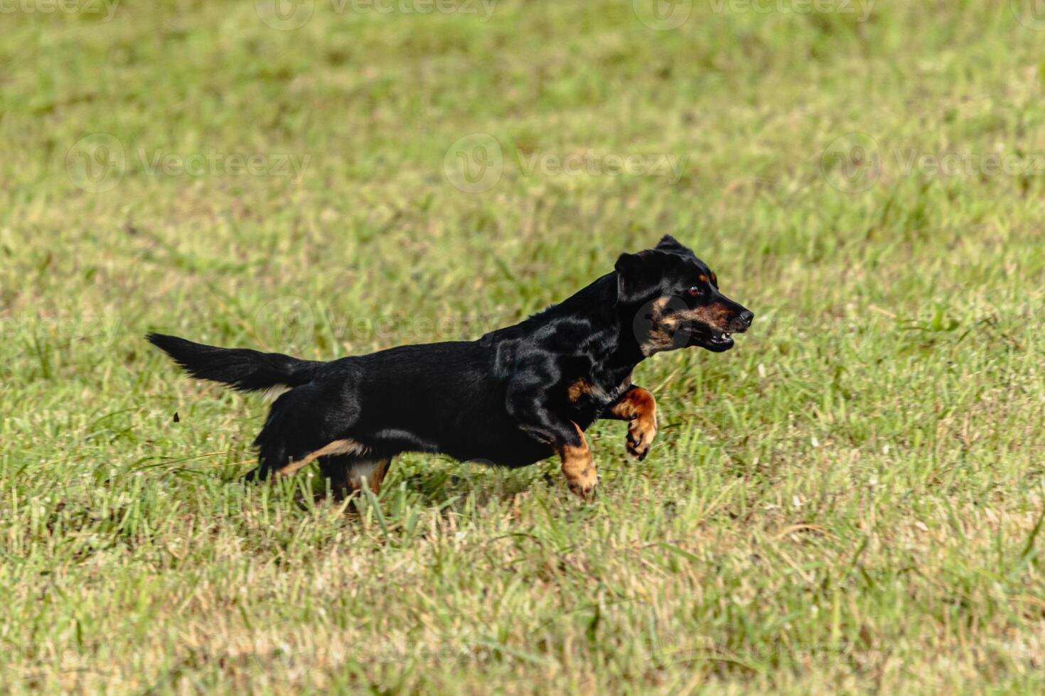 Dog running and chasing coursing lure on field photo