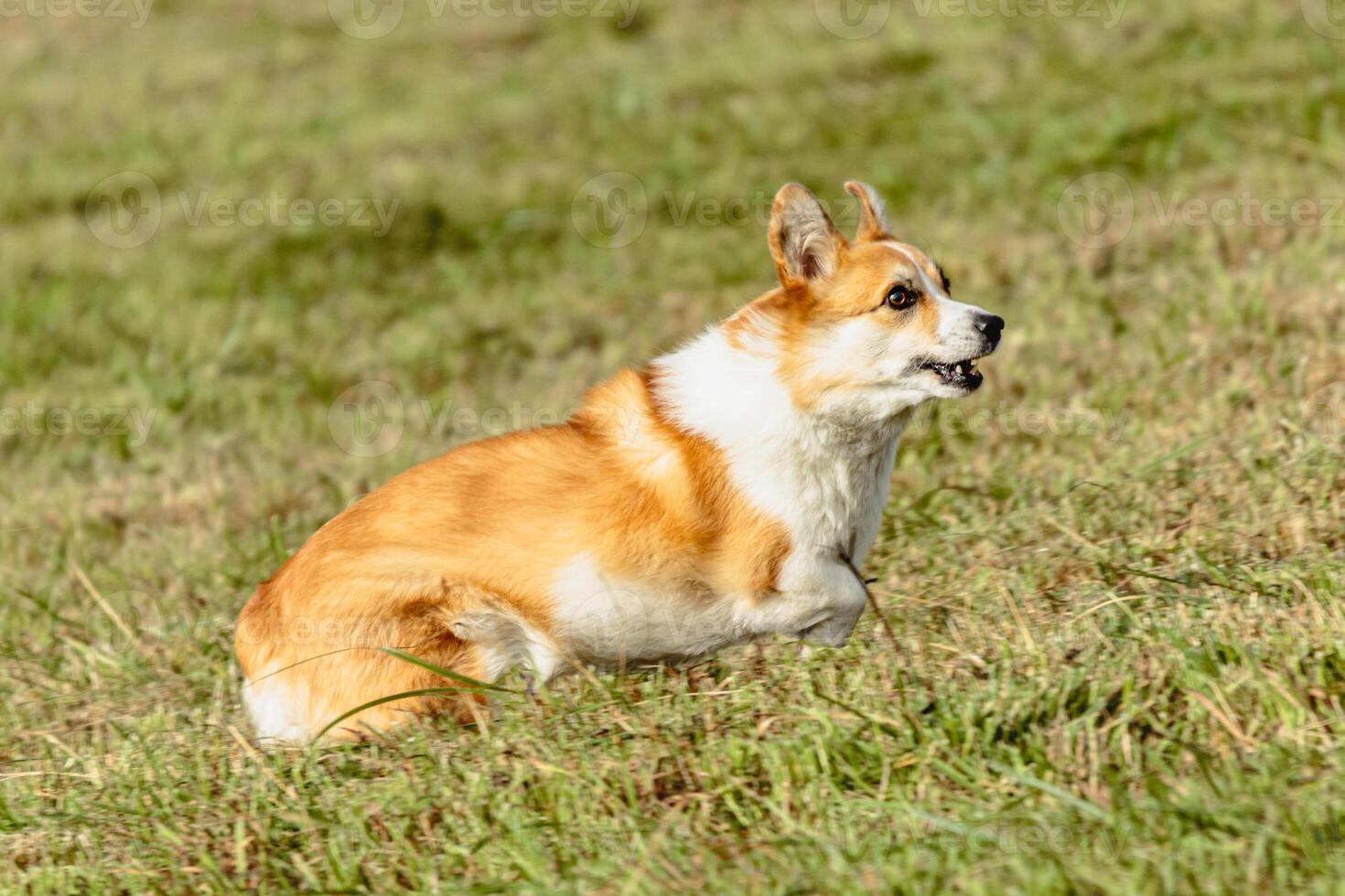 Dog running and chasing coursing lure on field photo
