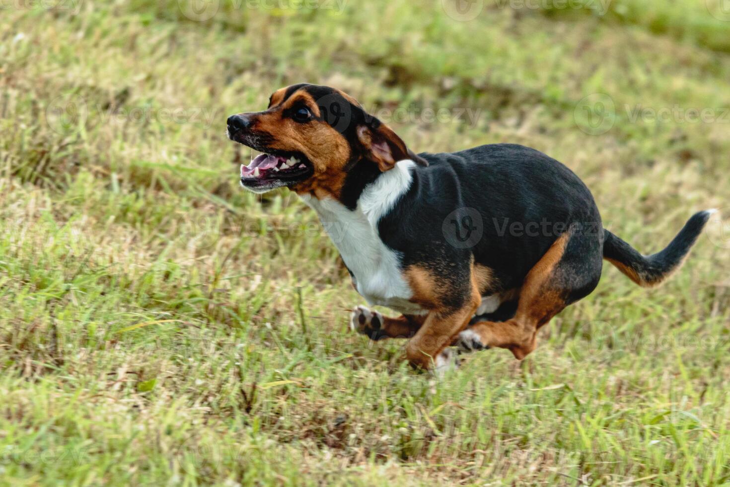Dog running and chasing coursing lure on field photo