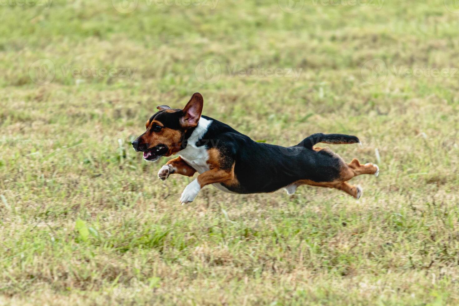 Dog running and chasing coursing lure on field photo