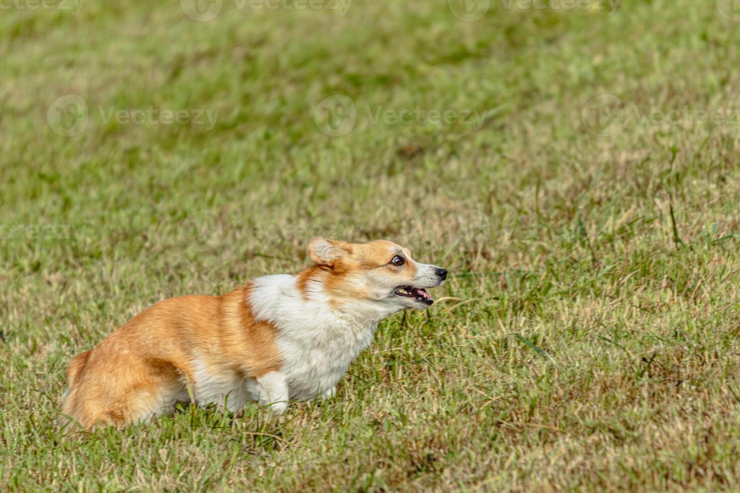 Dog running and chasing coursing lure on field photo