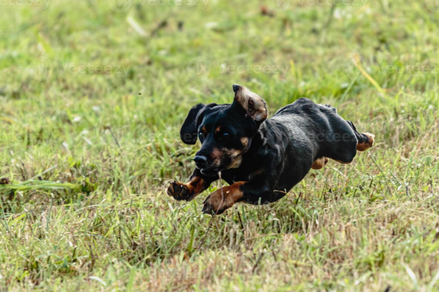 Dog running and chasing coursing lure on field photo