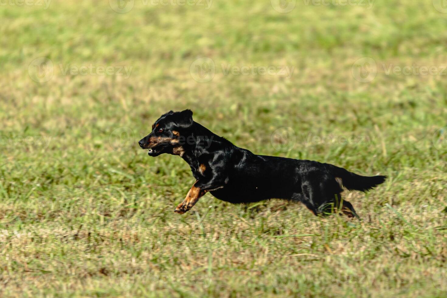 Dog running and chasing coursing lure on field photo
