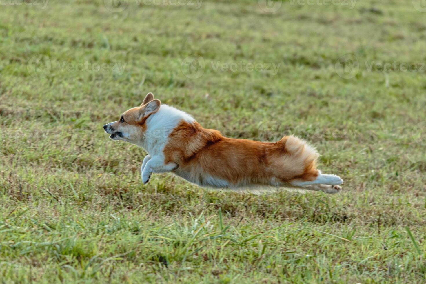 Dog running and chasing coursing lure on field photo
