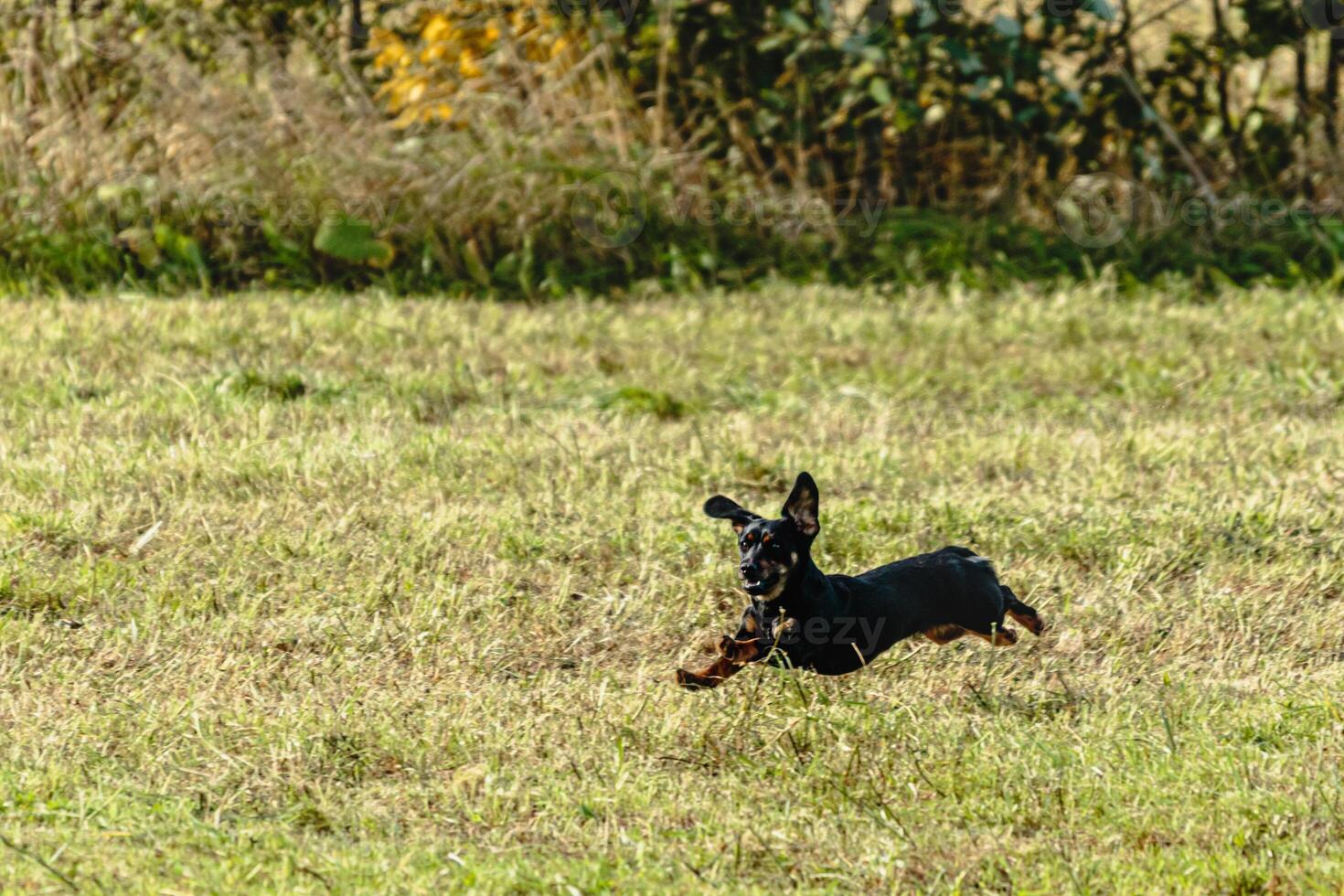Dog running and chasing coursing lure on field photo