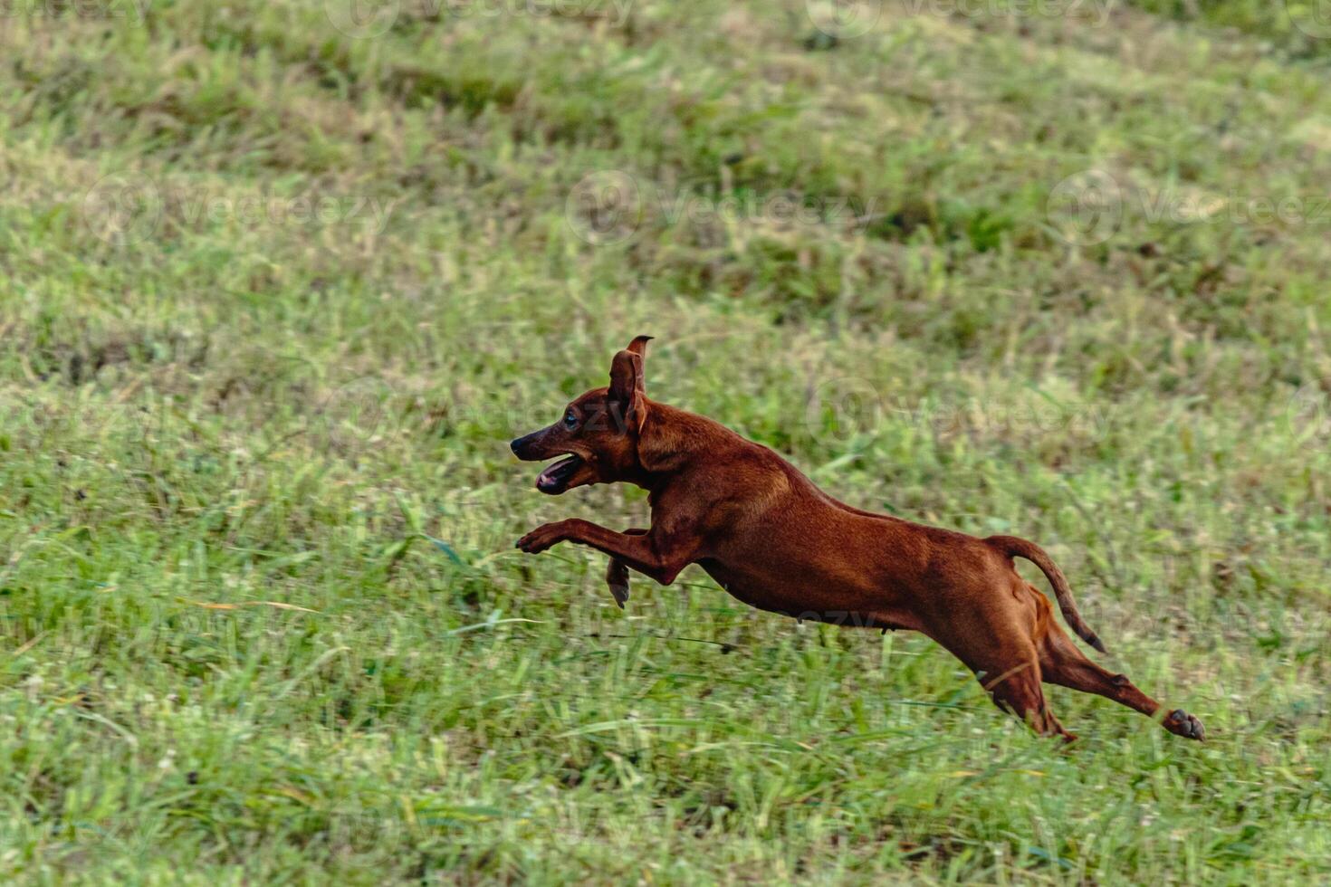 Pinscher dog running and chasing coursing lure on field photo