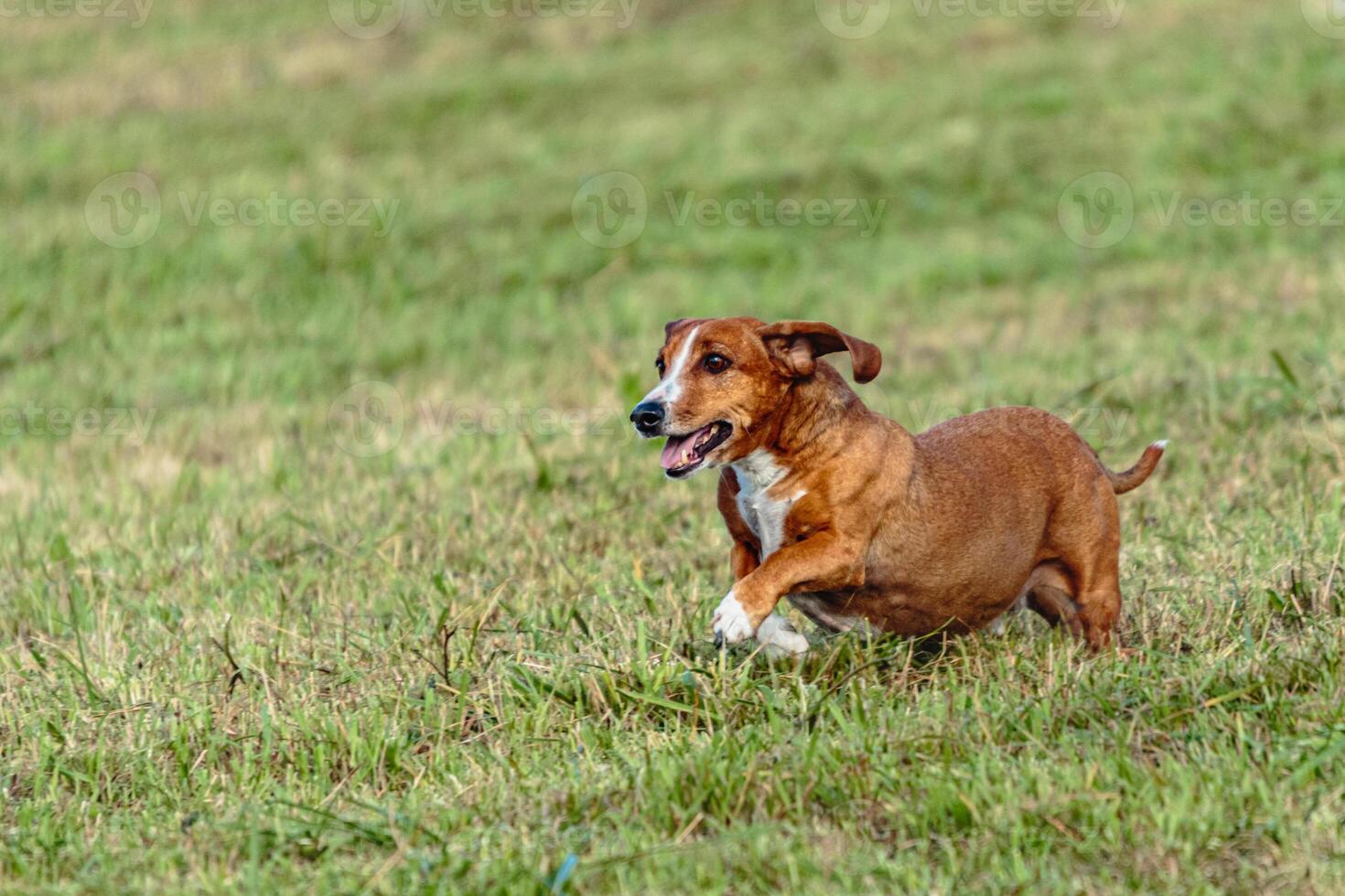 Dog running and chasing coursing lure on field photo
