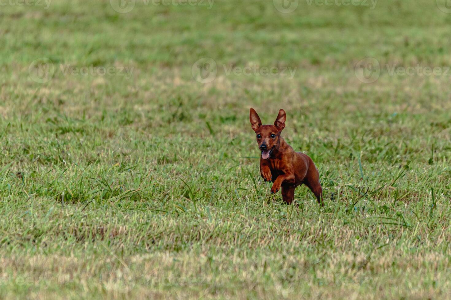 Pinscher dog running and chasing coursing lure on field photo