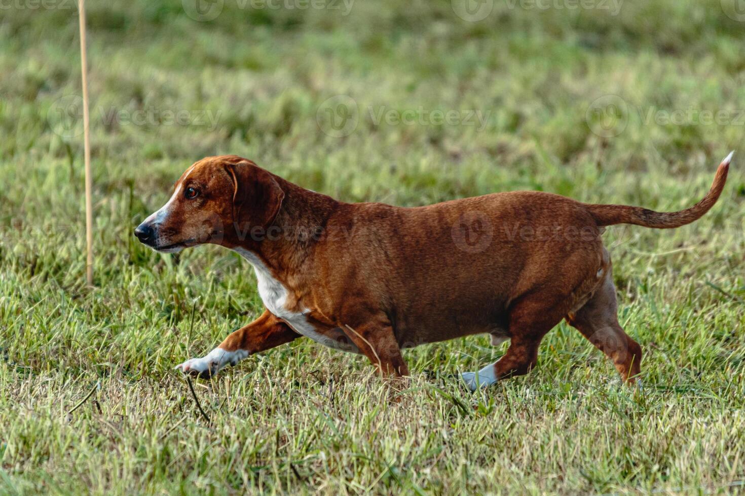 Dog running and chasing coursing lure on field photo