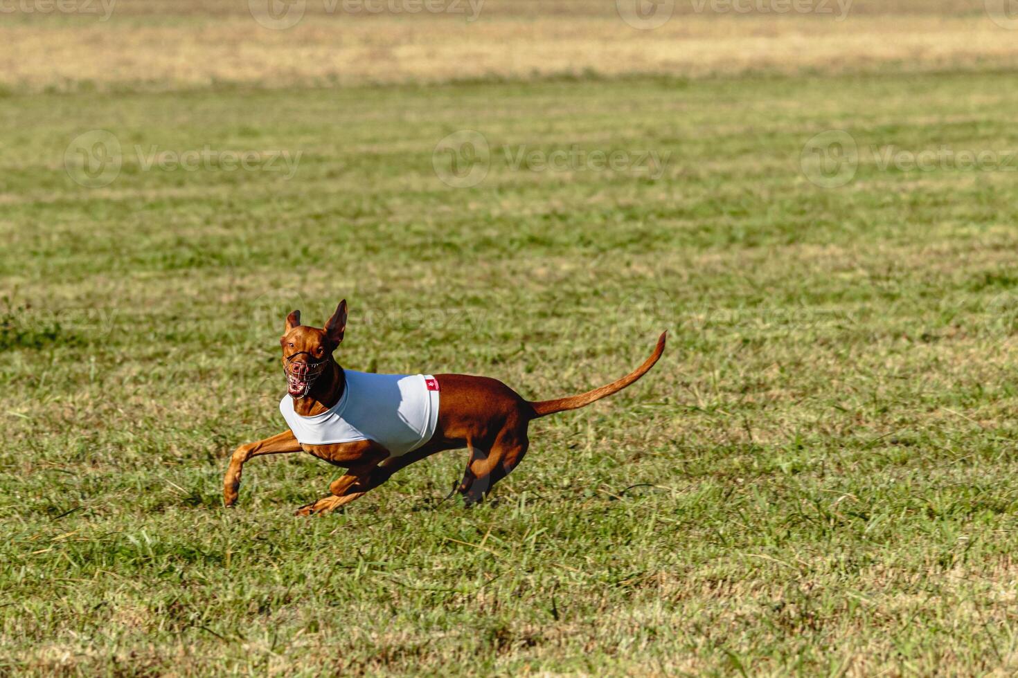 Pharaoh Hound dog running in white jacket on coursing field photo