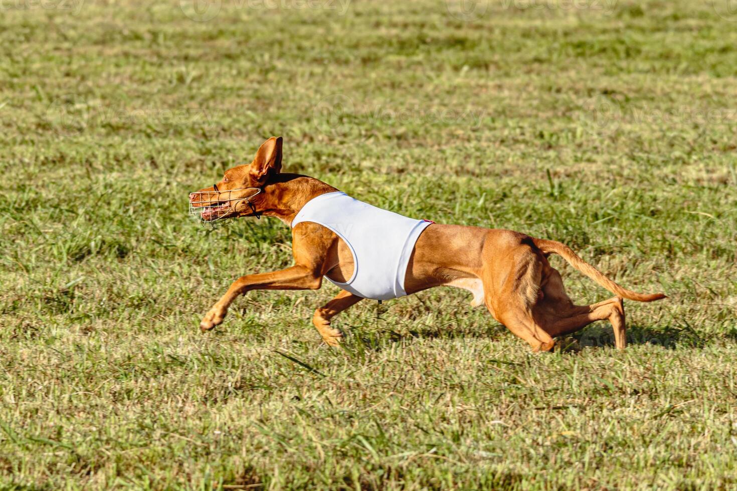 Pharaoh Hound dog running in white jacket on coursing field photo