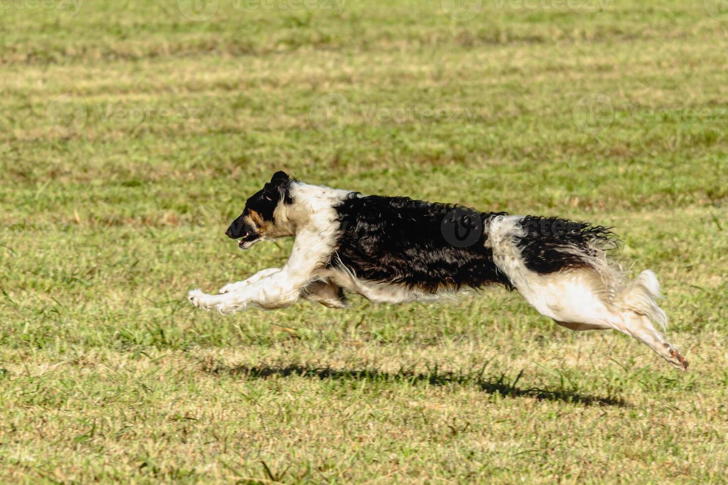 Borzoi dog running and chasing lure on field photo