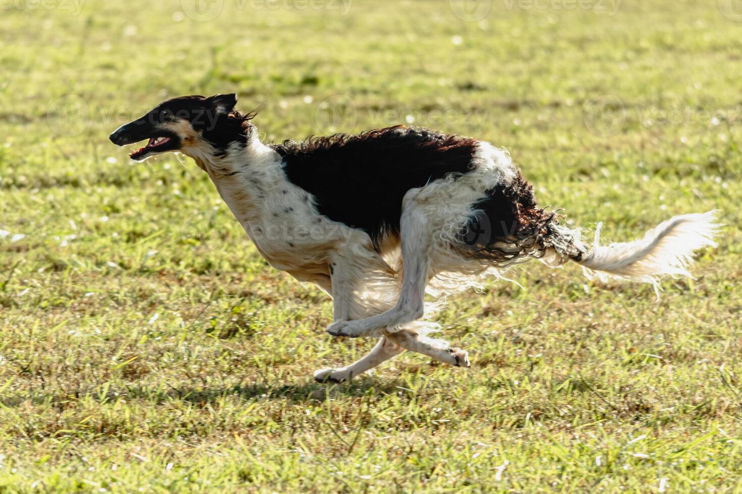 Borzoi dog running and chasing lure on field photo