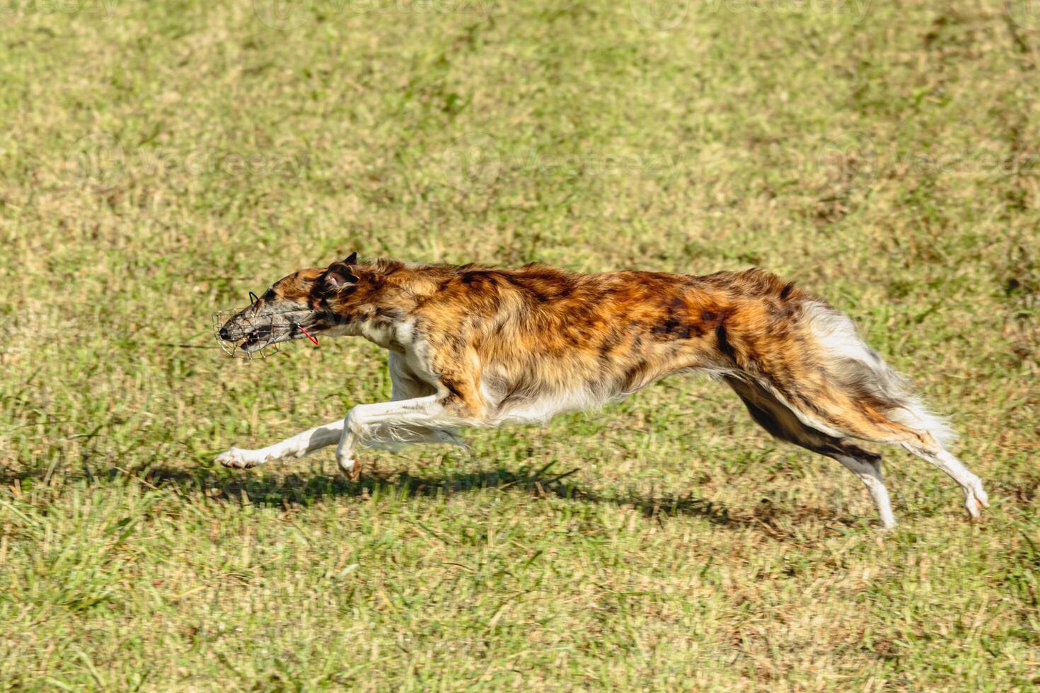 Borzoi dog running and chasing lure on field photo