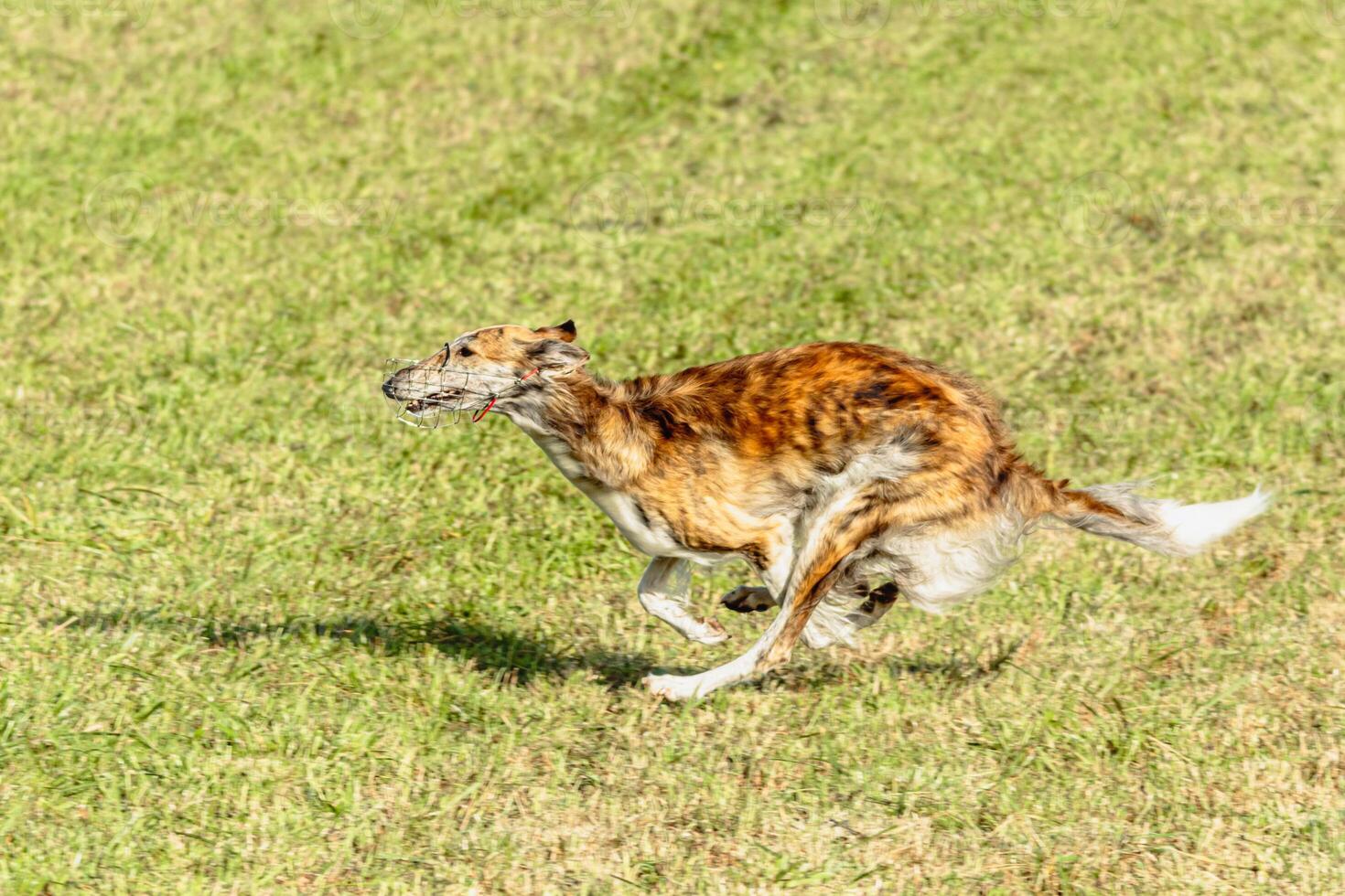 Borzoi dog running and chasing lure on field photo