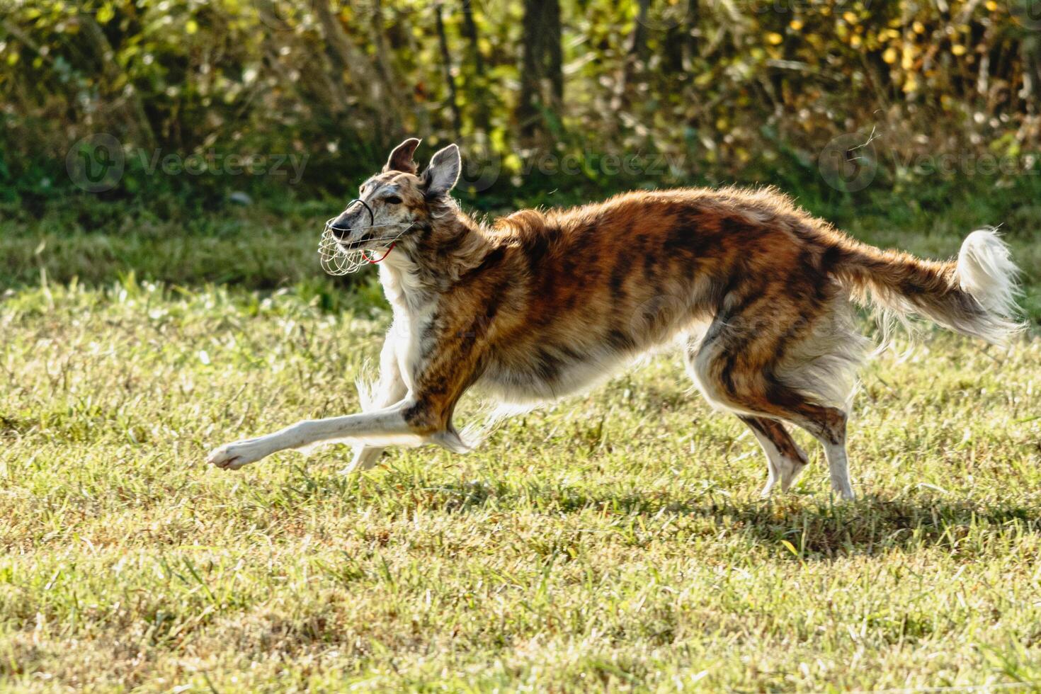 Borzoi dog running and chasing lure on field photo