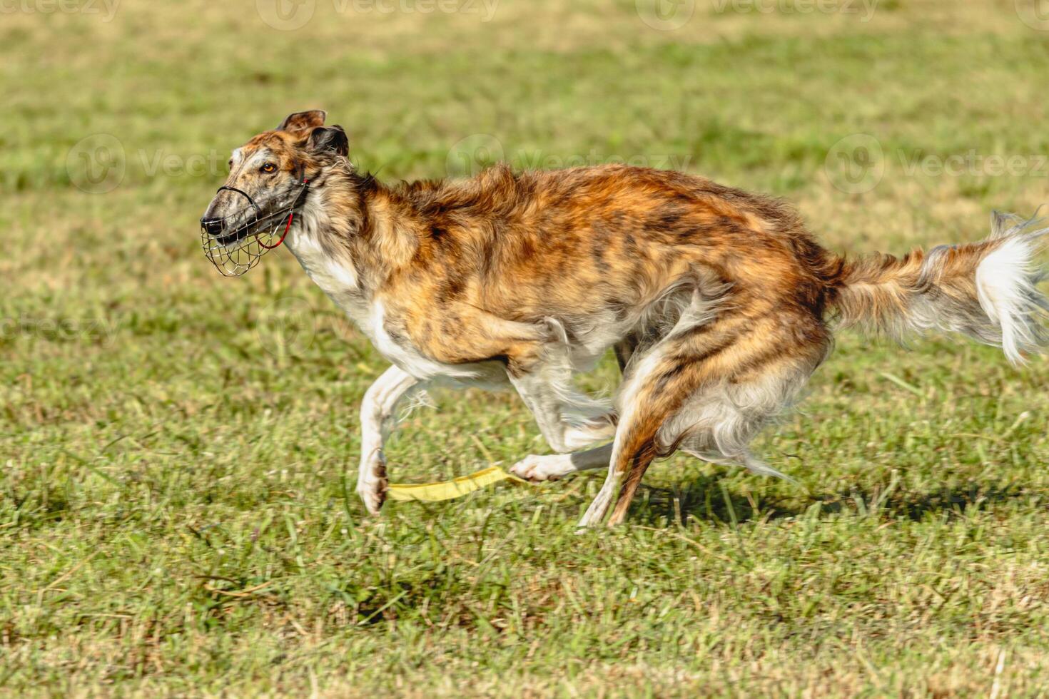 Borzoi dog running and chasing lure on field photo