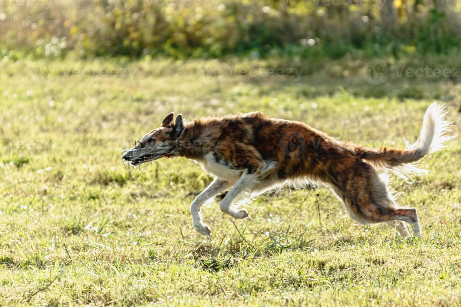 Borzoi dog running and chasing lure on field photo