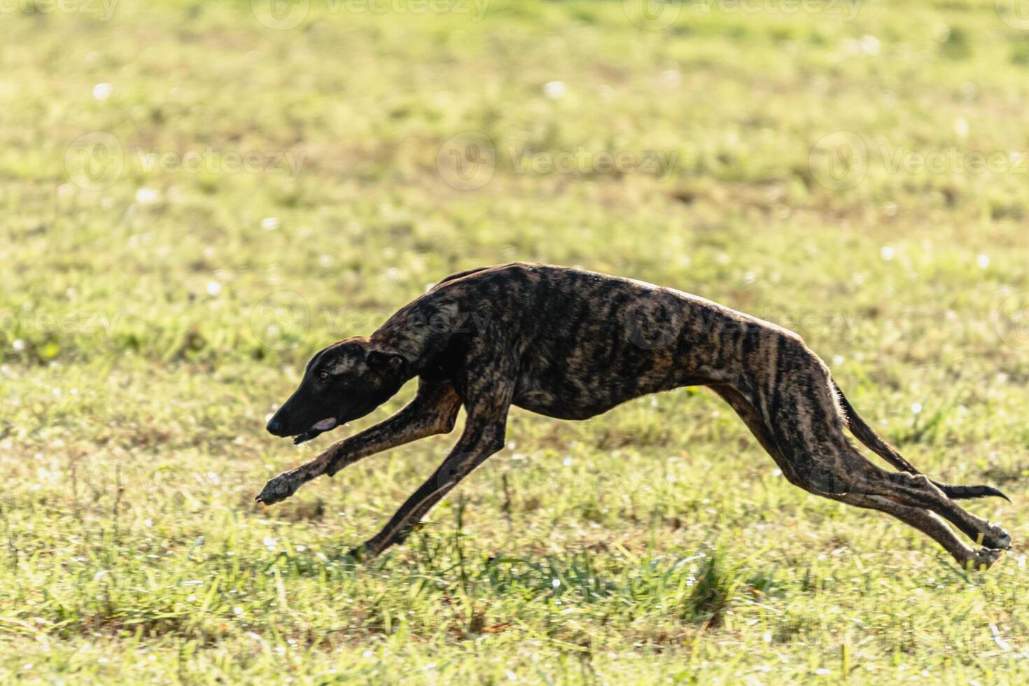 Greyhound dog running and chasing lure on field photo